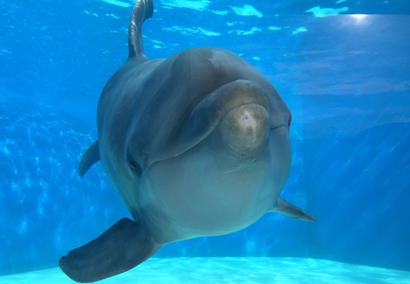 越前松島水族館