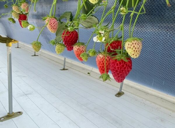 FRUITFUL GARDEN ひのの実
